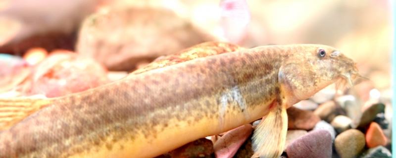 夏季新鲜河鲜怎么保存