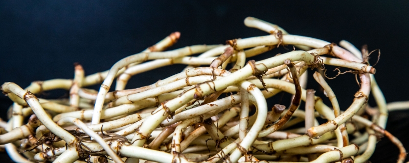 折耳根是不是鱼腥草