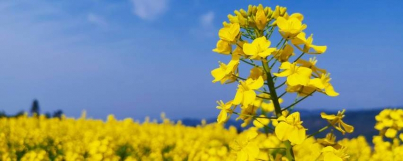 油菜花什么时候开的最旺盛
