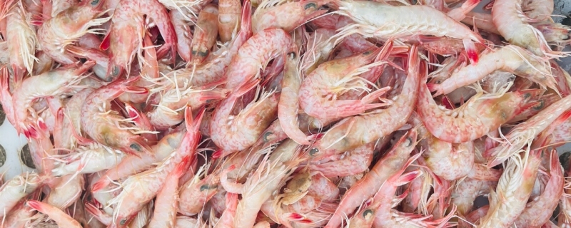北极虾不能和什么一起吃