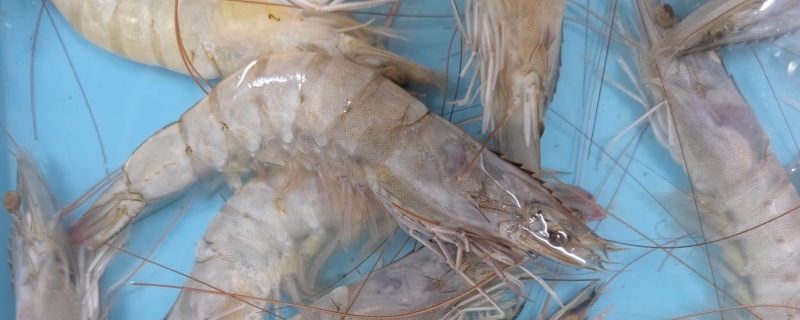 北极虾为什么是甜的