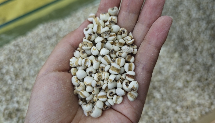 薏米和绿豆一起吃的好处