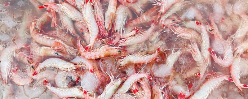 北极虾放常温可以放多久