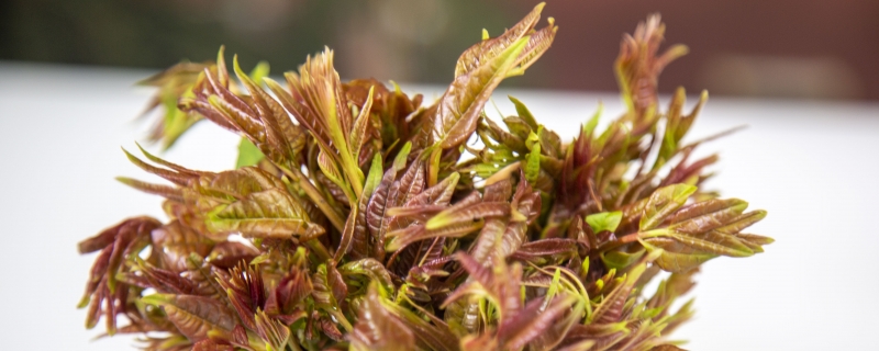 香椿可以晒干保存吗