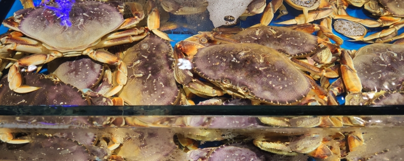 大闸蟹跟稻田蟹的区别