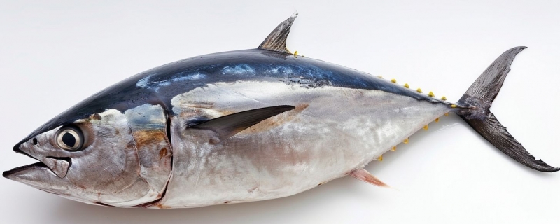 三文鱼和金枪鱼有什么区别