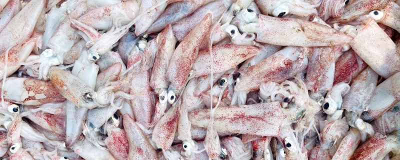 鱿鱼和乌贼的区别