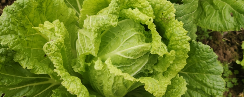 白菜可以放纸箱里保存吗冬天