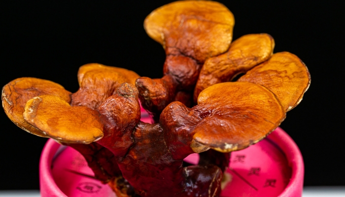 灵芝和白及一起吃的好处