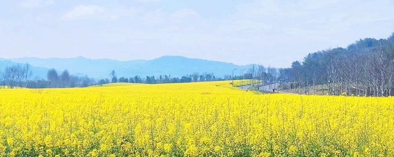 观赏油菜花最佳时间和地点