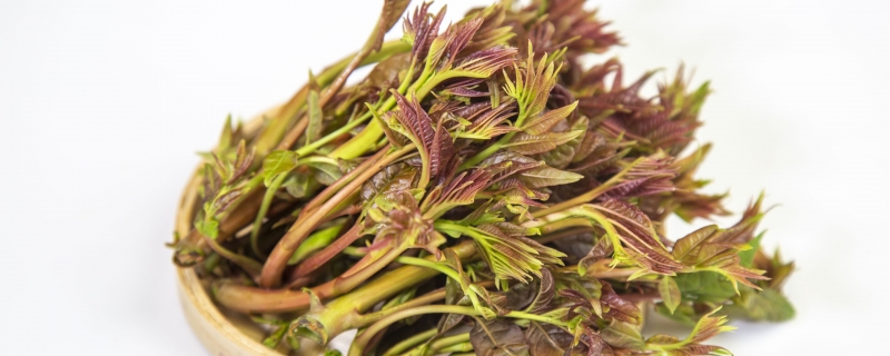 香椿树为啥叫凶树