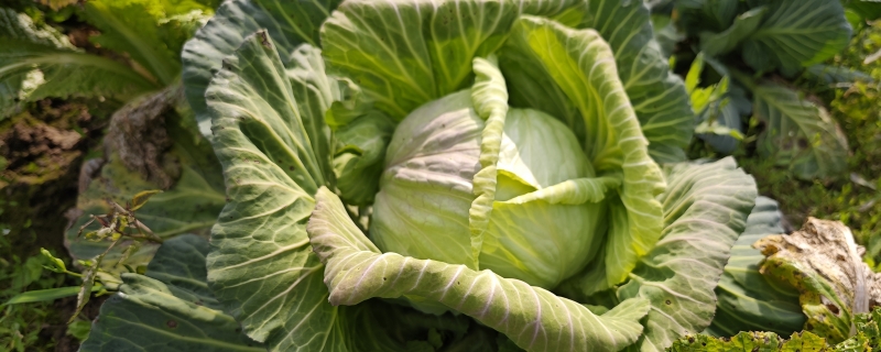 冬天地里的白菜可用塑料袋盖着吗