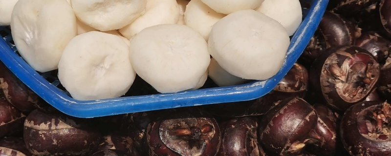 荸荠和马蹄的区别